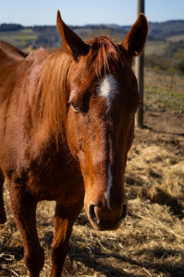 Flower Ranch - immagine 65 | M&M Photography