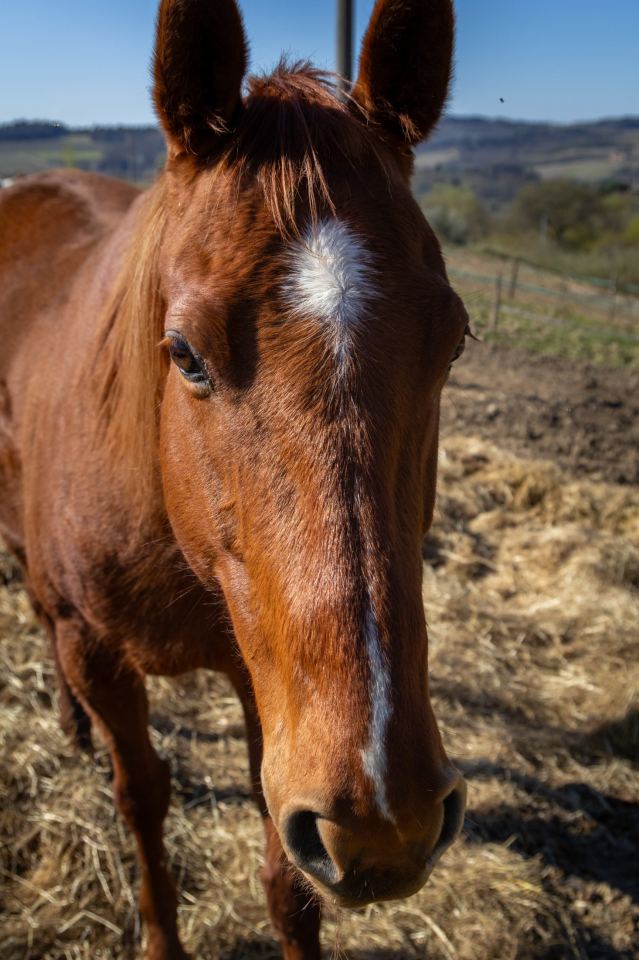 Flower Ranch - immagine 66 | M&M Photography