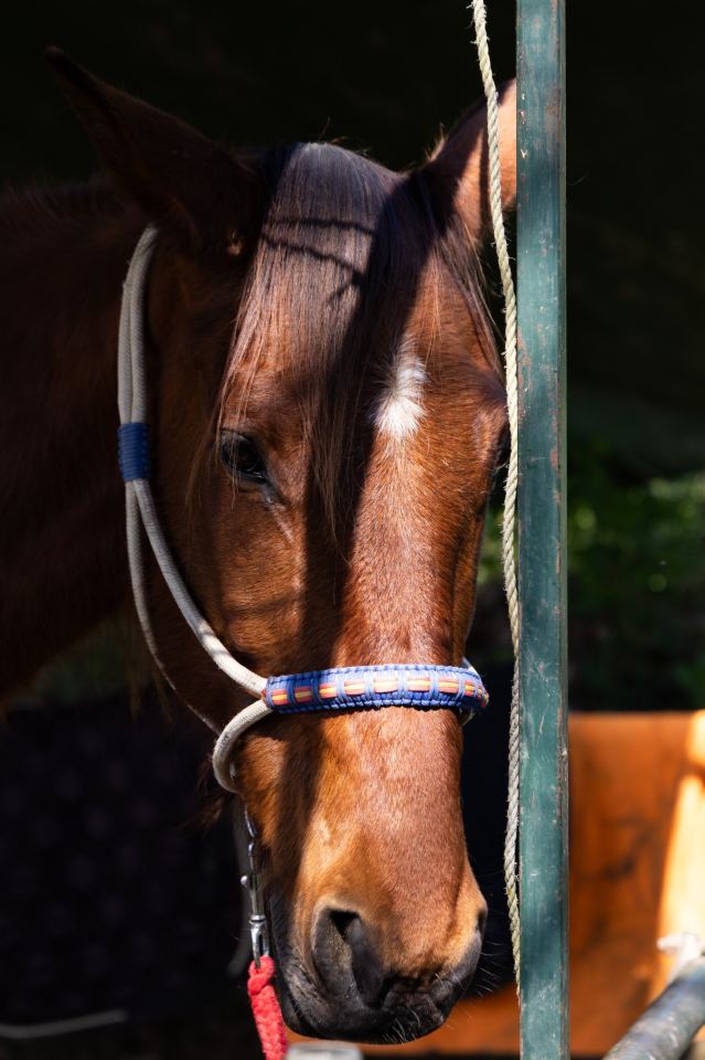 Flower Ranch - immagine 90 | M&M Photography