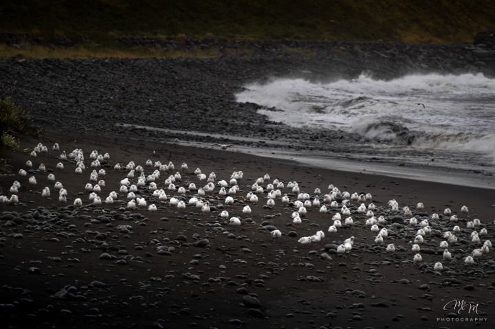 Islanda - immagine 17 | M&M Photography