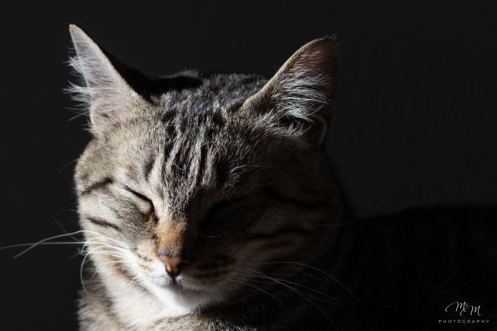 Ozzy e Loki - immagine 2 | M&M Photography