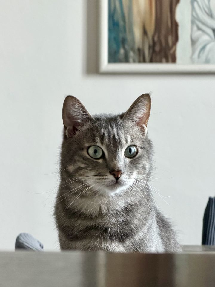 Ozzy e Loki - immagine 5 | M&M Photography