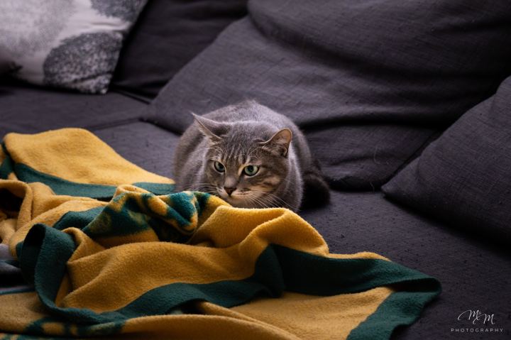 Ozzy e Loki - immagine 8 | M&M Photography