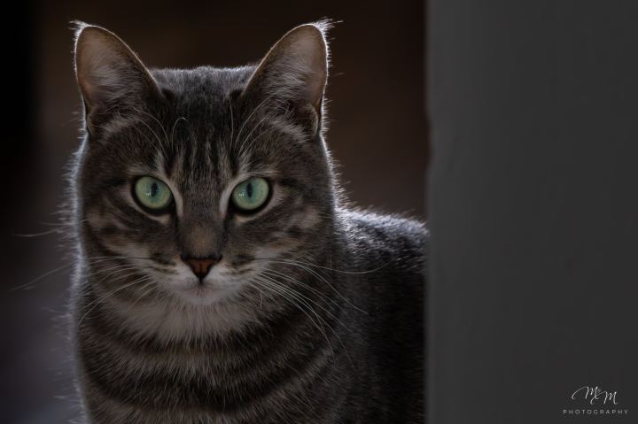 Ozzy e Loki - immagine 12 | M&M Photography