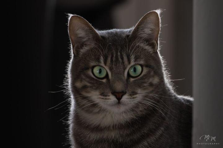 Ozzy e Loki - immagine 13 | M&M Photography