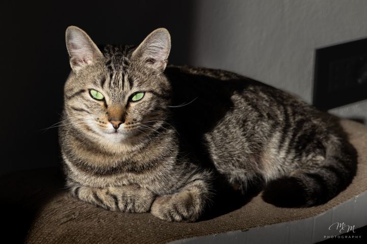 Ozzy e Loki - immagine 14 | M&M Photography